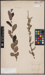 Foto von Salix aurita L.